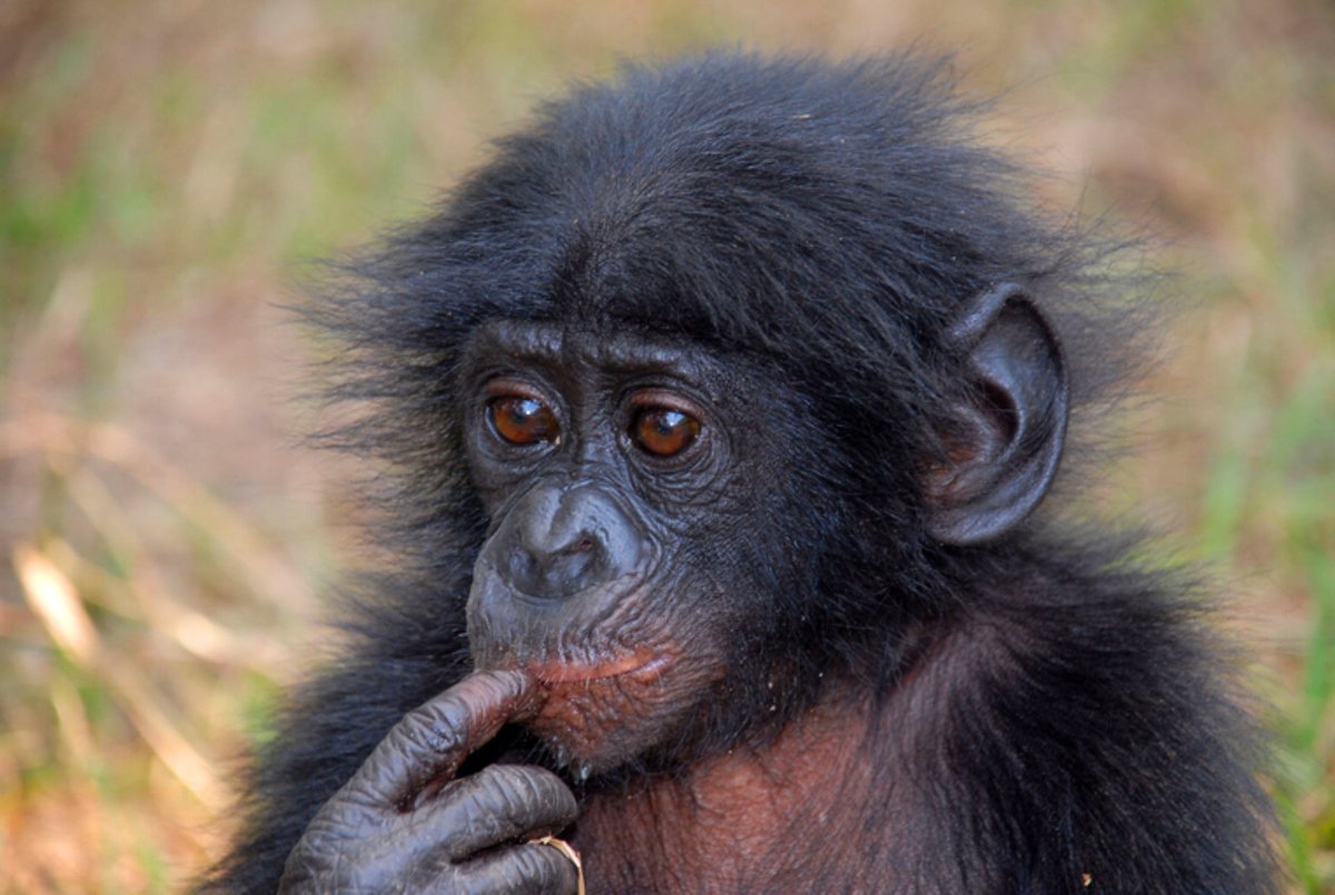 Карликовый шимпанзе 6. Бонобо обезьяна. Шимпанзе бонобо. Pan paniscus (Pygmy Chimpanzee) (Bonobo. Карликовый шимпанзе.