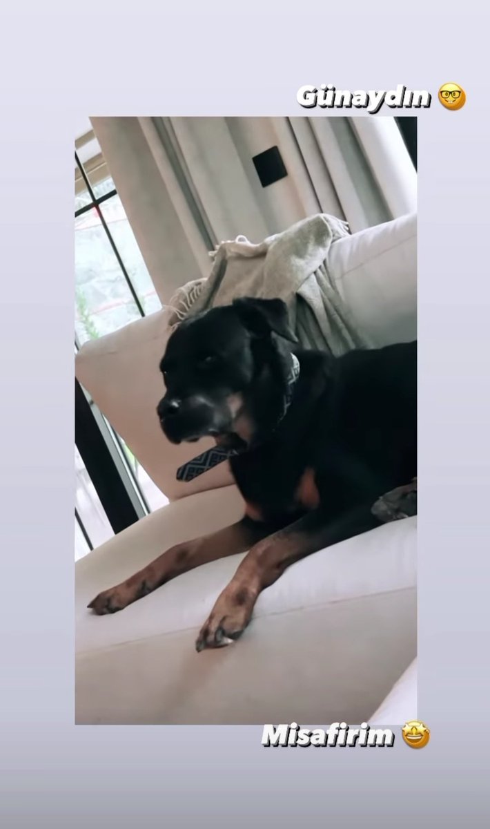 _dhanura's tweet photo. Non ne ho la certezza, ma se è davvero il cane di Anıl non chiedetemi come sto.

Buongiorno ☀😭❤️☕ https://t.co/BcZLiKQ3rU
