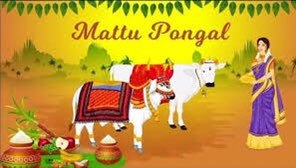 In #TamilNadu in India, it is the 3rd day of Pongal known as Mattu (bull) Pongal today. People offer prayers to the bulls and cows.Cattle are given a well deserved day of rest and are given pride of place so is a day of thanks-giving to them. 🐄🐂 #Tamil #Pongal2022 😃