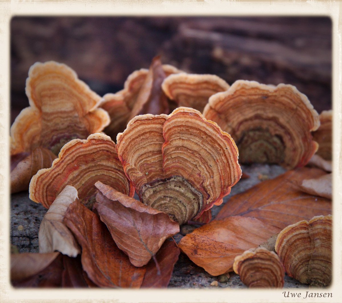 Foto_Uwe's tweet photo. Baumpilz im Wald bei Seligenstadt #xylobionten #pilze #waldimwinter #treefungus #treemushroom https://t.co/7dkijX2sUu