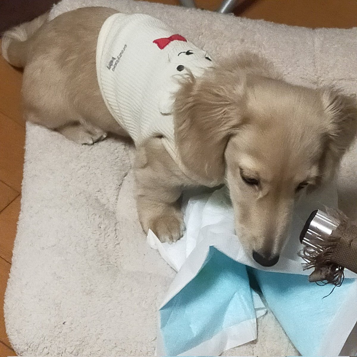 in0100SP's tweet photo. トイレシートでイタズラするモチ君(╯⊙ ω ⊙╰ )
#ダックス
#犬好きさんと繋がりたい 
#犬のいる幸せ
#いぬのきもち https://t.co/QRsxWSSWrR