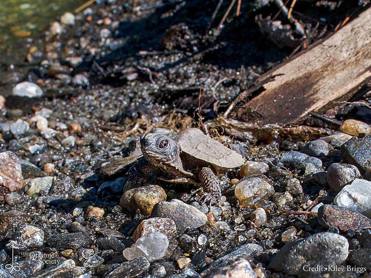 People familiar with #WoodTurtles may recognize them immediately by the distinct orange coloration of their neck and legs, but hatchlings lack any bright colors, and the orange pigmentation slowly develops over a couple of years. 

#babyturtles #hatchling #wildlife #conservation