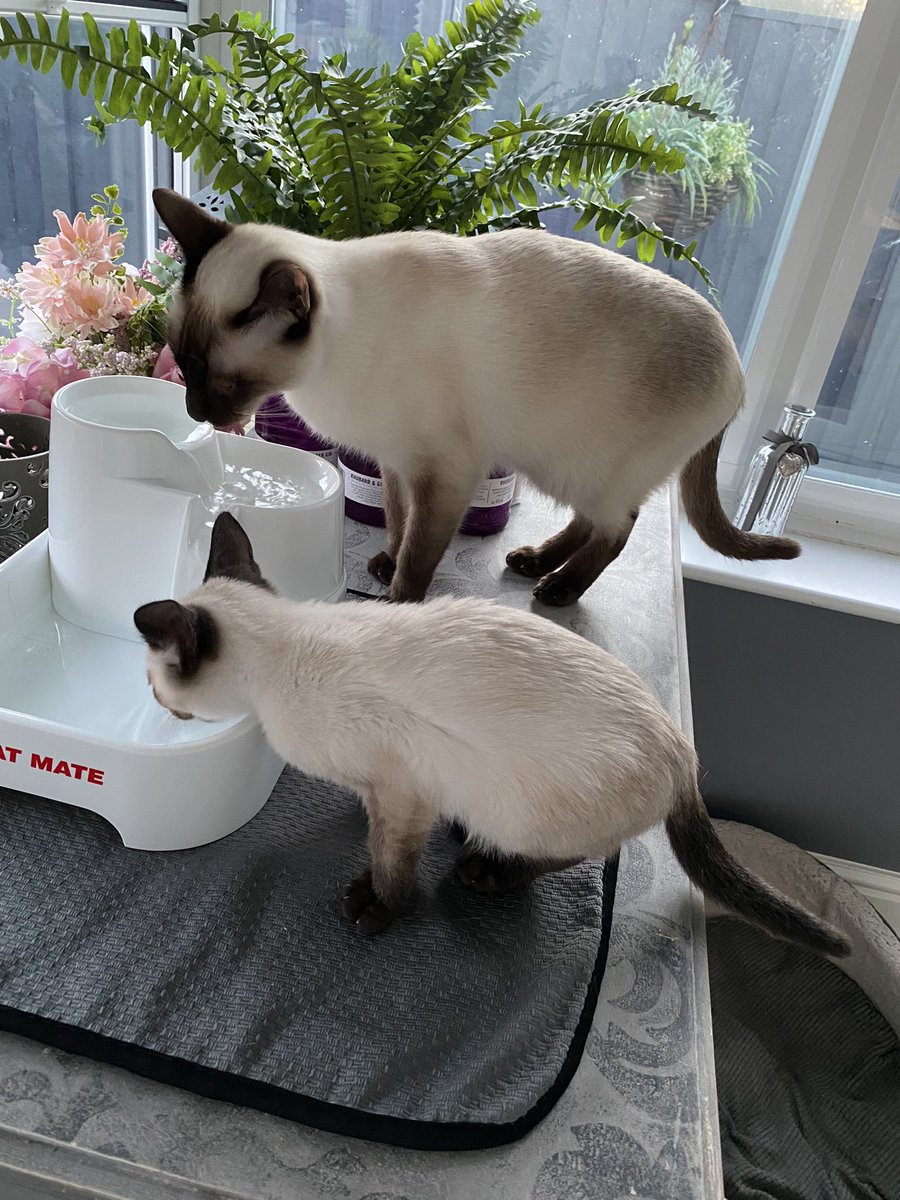 MouseSeal's tweet photo. Our newest addition is home. Wilf is so confident and the bond between him and Gus was instant. Watching them both together is beautiful. Mouse is a little unsure but is coming round slowly. https://t.co/ODQK1sQCmt