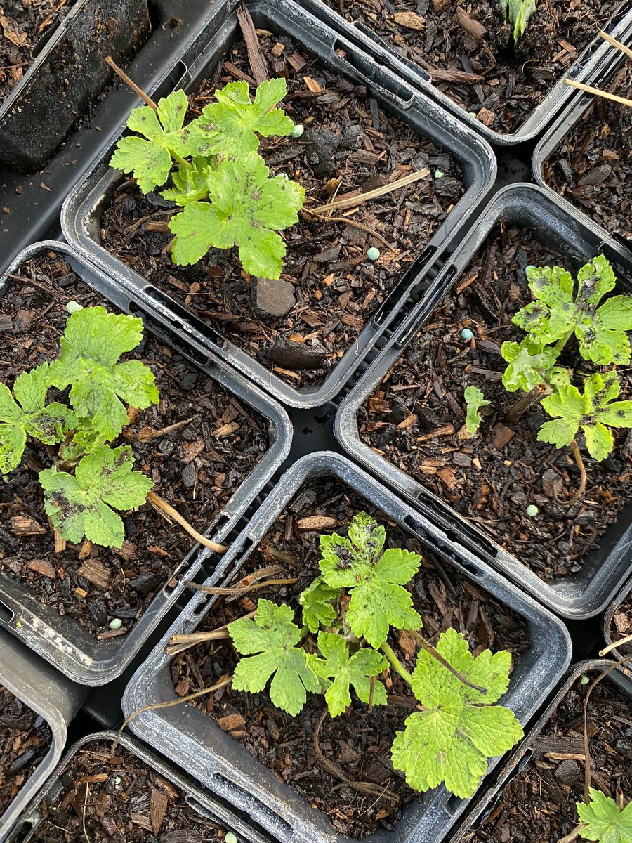 The geranium phaeum divisions along with many other plants are settling into their pots awaiting new homes in the spring! irises.co.uk #geranium #geraniumphaeum #division #propagation #grownonsite #homegrown #britishgrownflowers #peatfree #mailorder