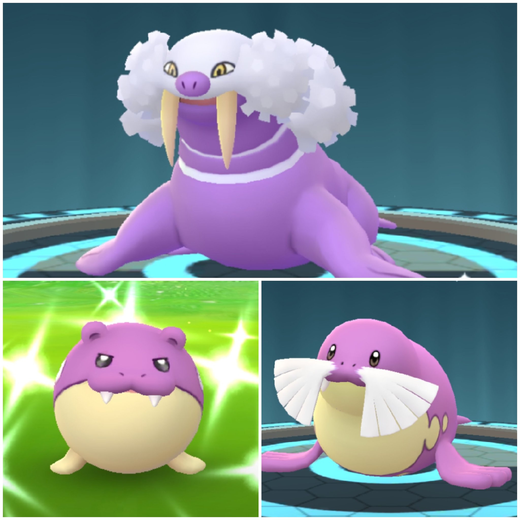 Amazinghisa 今日のポケモンgo活動1 タマザラシコミュニティお疲れ様でした 色違いは36匹 W 色違い高個体は1匹のみでしたが 普通色のほうで100 来た ポケモンgo タマザラシ トドグラー トドゼルガ 色違い コミュニティデイ