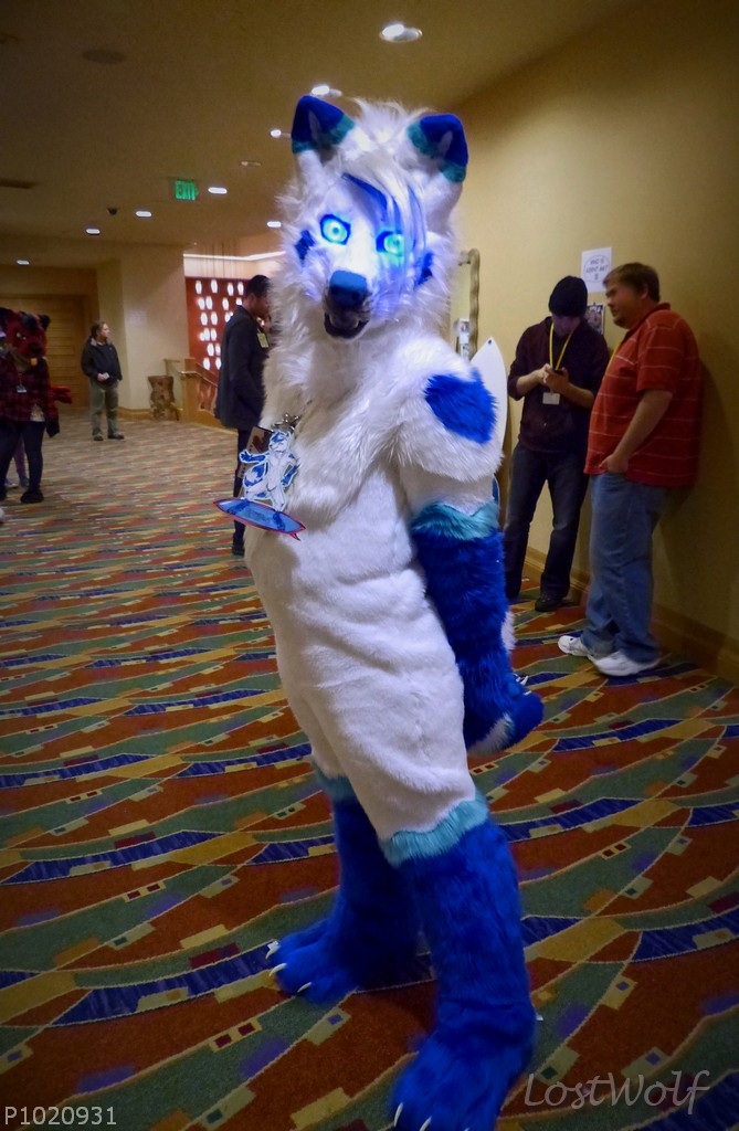 LostWolf321's tweet photo. RIP @calipaws :'-(
About four weeks will be the one year anniversary of his passing. Posting now, probably will be too depressed that day to do anything.
@furcon #FC2014 https://t.co/72Gz4QTlb5