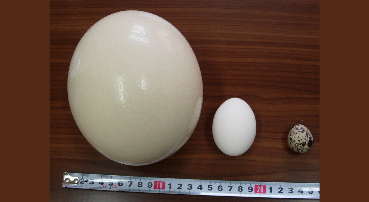 JapanGov's tweet photo. High-quality antibodies extracted from ostrich eggs by #Kyoto Prefectural University President Dr. TSUKAMOTO Yasuhiro may just hold the key to the #GlobalGoals of practical responses to viruses like COVID-19 and the economic problems they cause.
https://t.co/igEO2k9p97 https://t.co/JSGoCeO2vS
