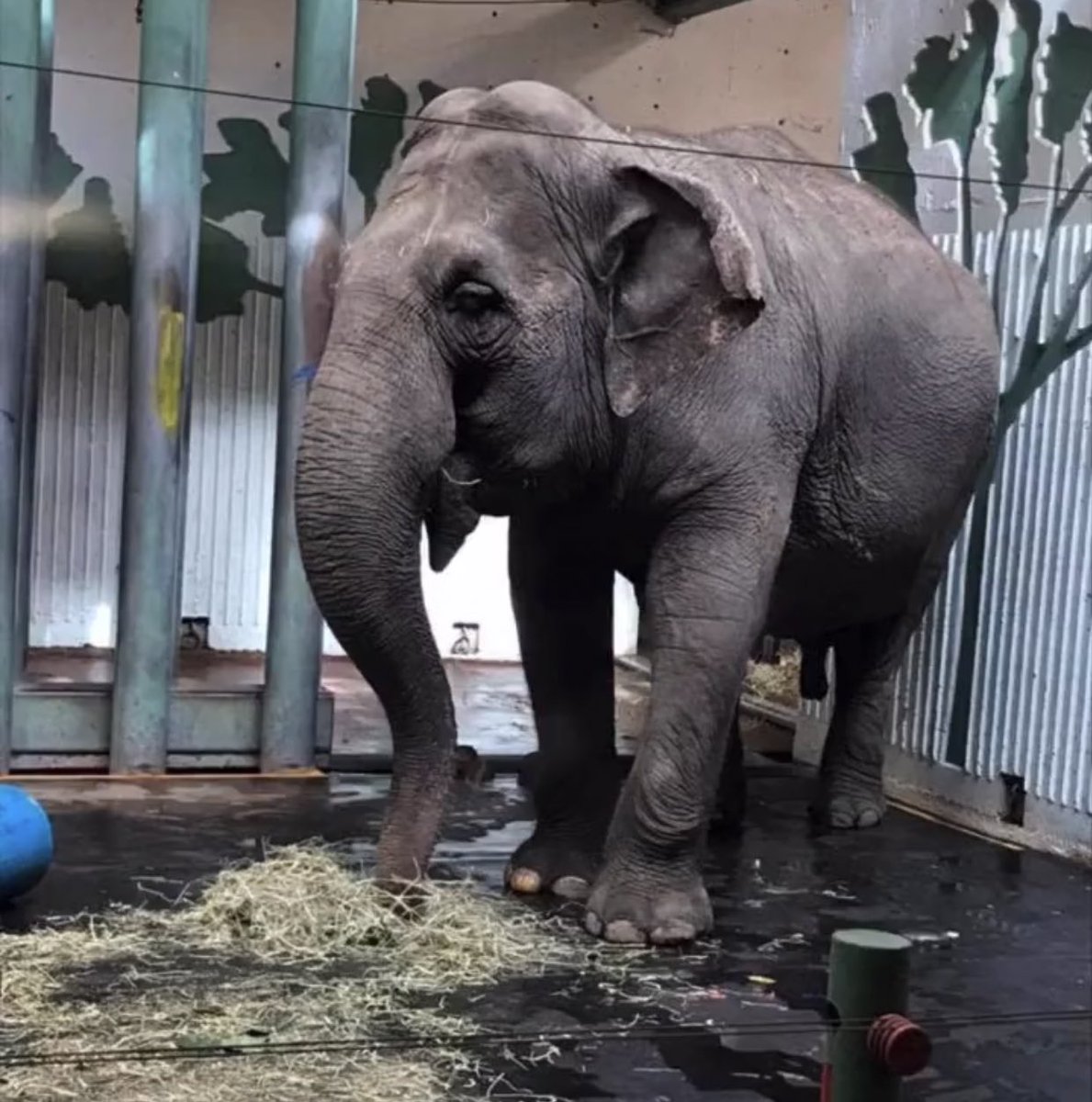 LEAPyeg's tweet image. #SundayQuestions 🙏 @CityofEdmonton answer #Lucy sincerely.
Why won’t you help her ?
The 🥶needs to be sunshine. 
The ice needs to be warm soil. 
The bars need to be open fields. 
The yard needs to be a pool.
The enrichment needs to be🐘
The zoo needs to be a sanctuary.
#HelpLucy