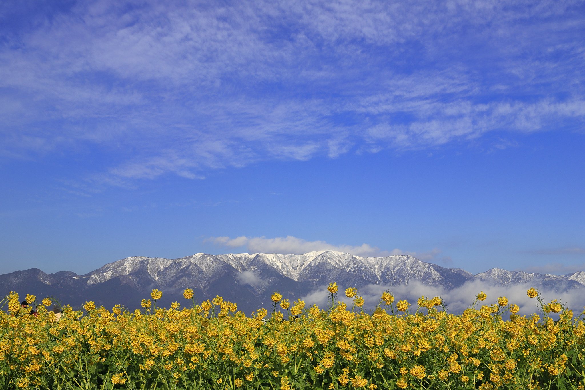 Hiro 見頃です 22 1 16 滋賀県 守山市 守山第一なぎさ公園 守山第1なぎさ公園 第一なぎさ公園 第1なぎさ公園 菜の花 カンザキハナナ 寒咲花菜 比良山系 T Co Tlhdqfm7wr Twitter