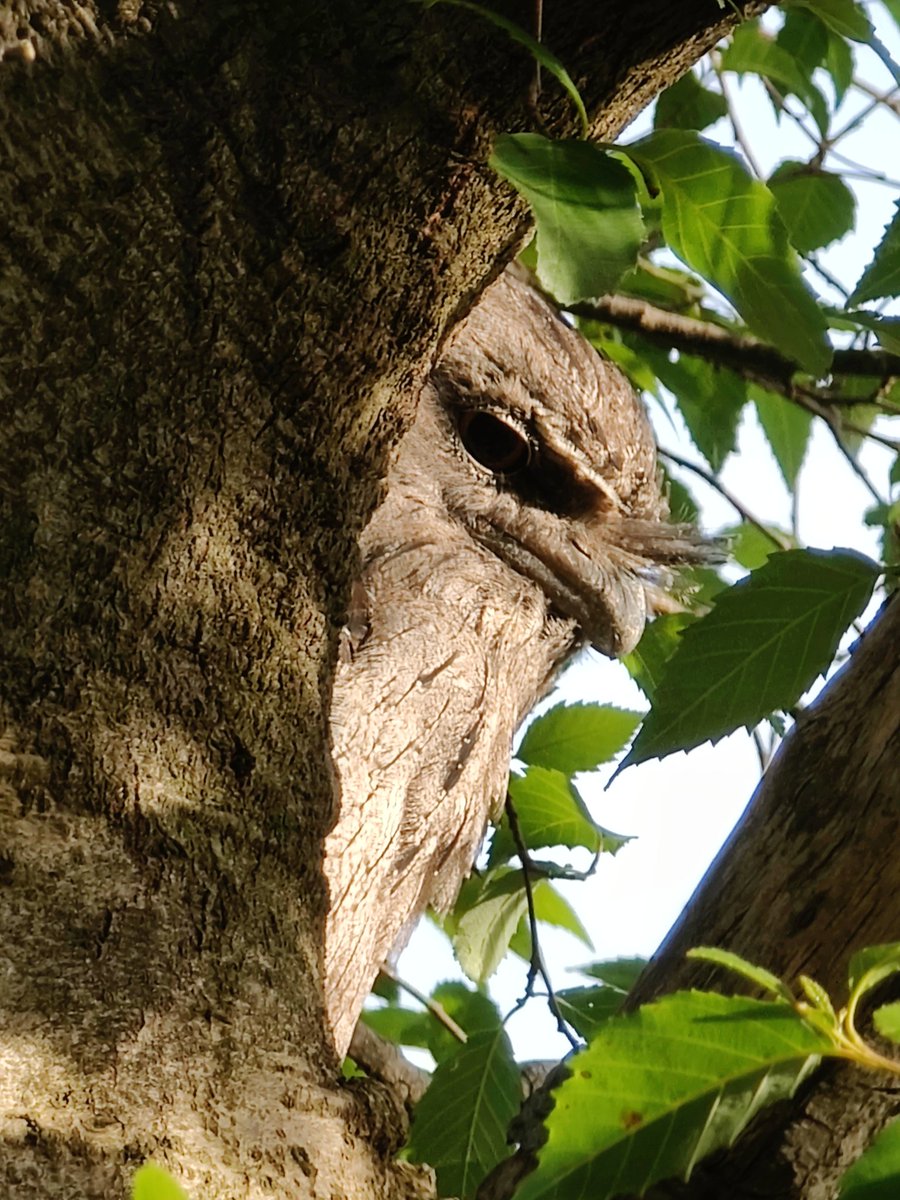 VintageBauer's tweet photo. Gorgeous Tawny Frogmouth -- those eyes...
#AussieBackyard
#birds https://t.co/KfpFbKqs16