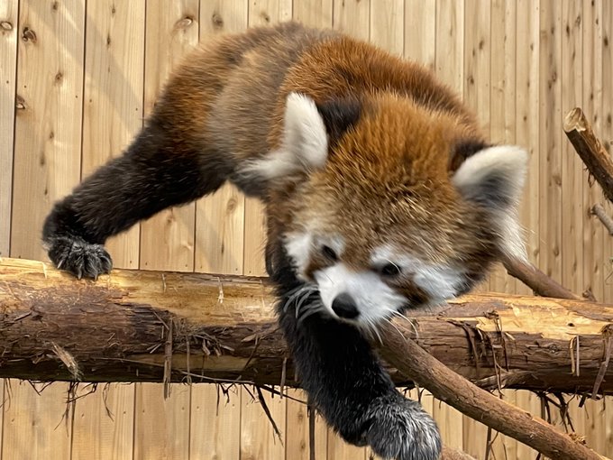 レッサーパンダのtwitterイラスト検索結果 古い順