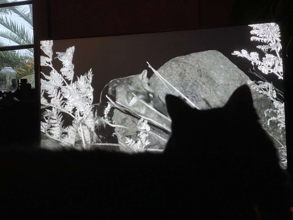 SandraEckersley's tweet photo. The cat is completely captivated by the #QuollFarm documentary. https://t.co/wdkqJ0RIBZ