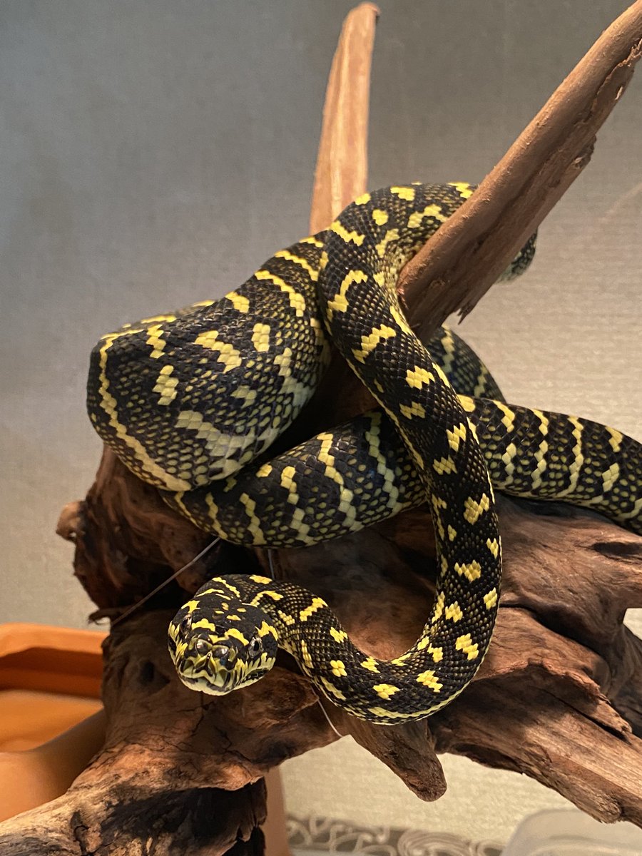 simba_617's tweet photo. Diamond&amp;jungle high yellow🔥🐍

#dendronagoya 
#dendro_sizuoka
#carpetpython
#Diamondpython
#junglepython https://t.co/OGna91IOyL