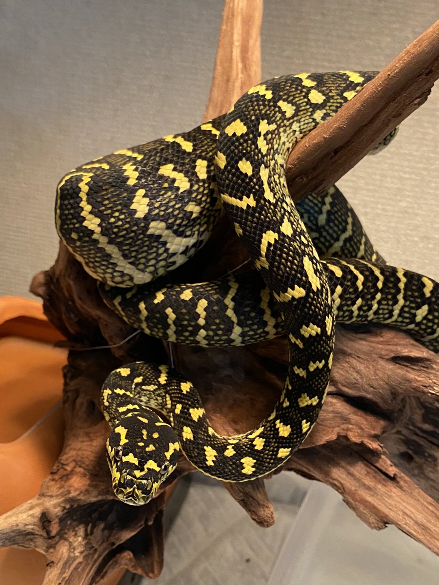 simba_617's tweet photo. Diamond&amp;jungle high yellow🔥🐍

#dendronagoya 
#dendro_sizuoka
#carpetpython
#Diamondpython
#junglepython https://t.co/OGna91IOyL