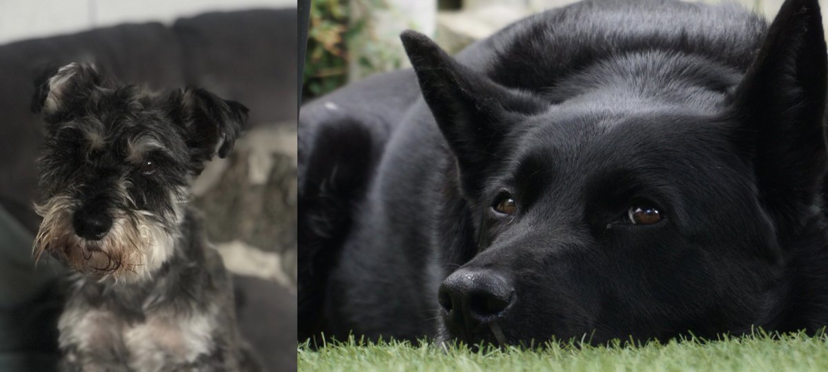 iOS_Neil's tweet image. After finishing #AfterLife3 I did the only thing I could do. Wipe the tears away, kiss my wife, hug our dogs and tell them I love them. #Outstanding #Perfect