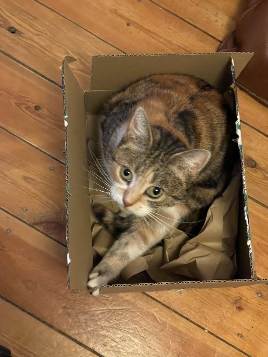 cat_purples's tweet photo. @Mornings_Marcus @FartyCheddarCat @Malcolm_theCat @MacTheGingerCat @LolaLegged @KevinScampi @FlowerFancyPant @BaggaleyLiz I likes the boxes too. Hi new furr friewnd https://t.co/VXQDrmn2aj