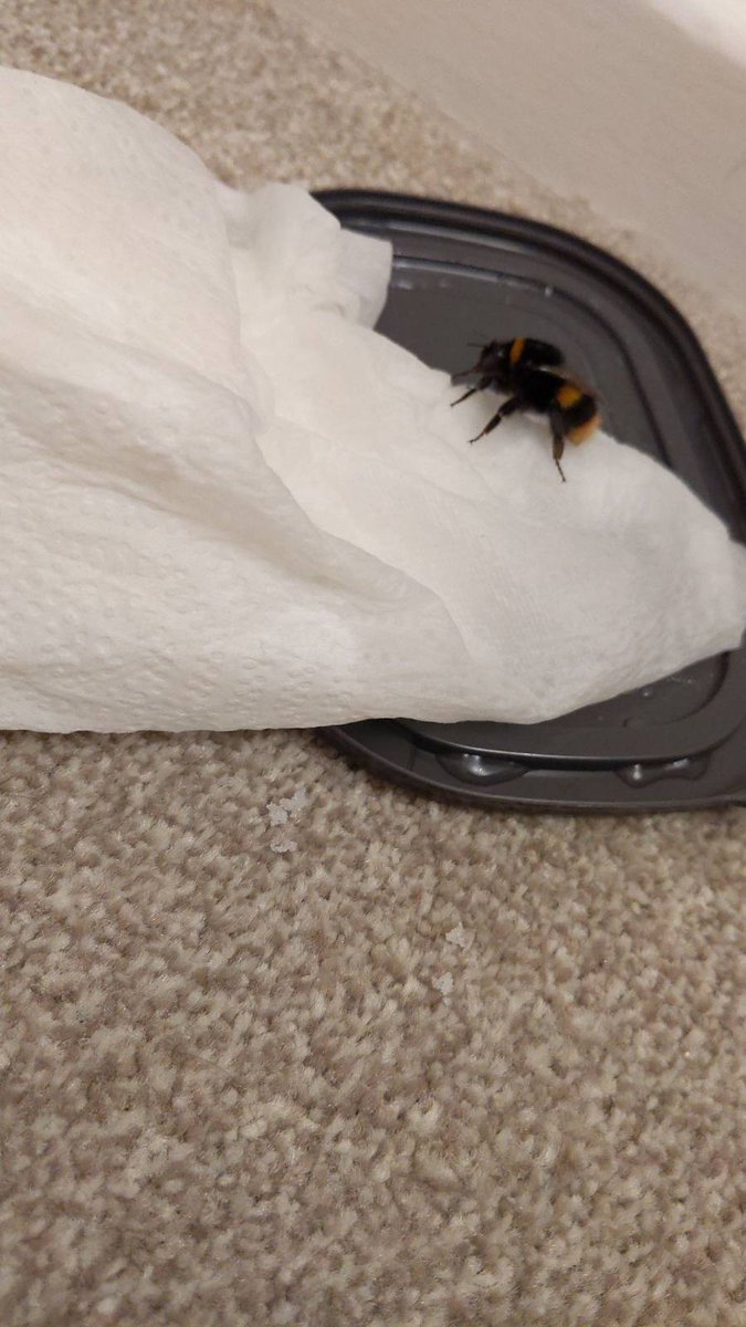 stuart_rayson's tweet photo. Found a bee in my house crawling up the stairs, so I gave it some sugar water, let in chill in the warms for while, then let I back outside.... Thought it was cute. https://t.co/6suI7Ht6Nf