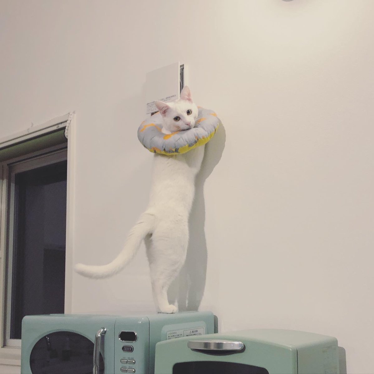 エリザベスカラーのいたずら坊主😽
見つかっちゃったね👀✨