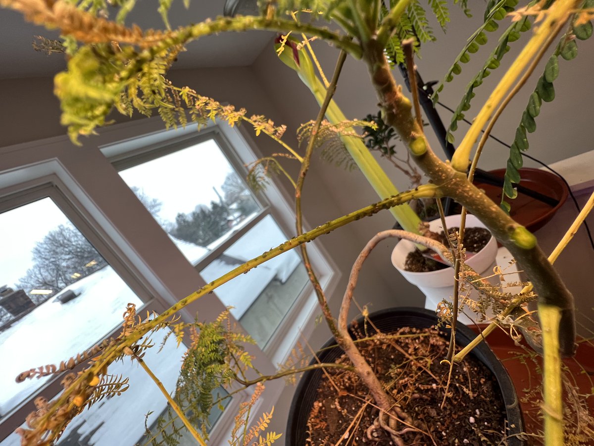 Profgampo's tweet photo. Twitter- 

Help me out. I found some insects on my  blue jacaranda. They green and TINY. 

What are these, and how do I fix it? They already defoliated like 80% of my baby 😞 https://t.co/9hdyvTfXrP