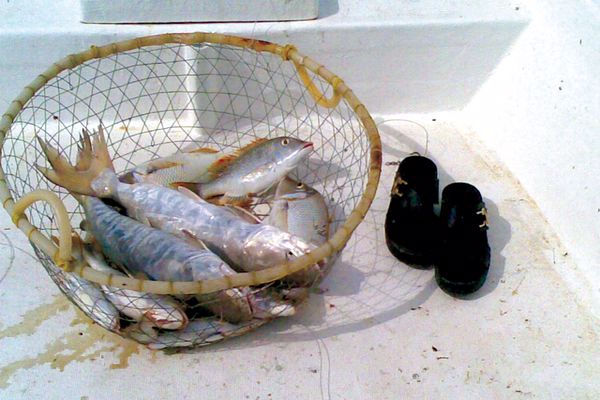 هناك أنواع عدة من سمكة #الخن في البحر أو النهر، واسمها العالمي «cat fish» ويطلق عليها الآسيويون «قلوه» وعندما تكبر سمكة الخن إلى مستوى قياسي يطلق عليها الصيادون سمكة « منقسي» والاسم شايع كثير في الكويت 

#شبكة_هواة_صيدالأسماك
#شبكة_الصياد_العماني
#أوقفو_استنزاف_بحار_عمان