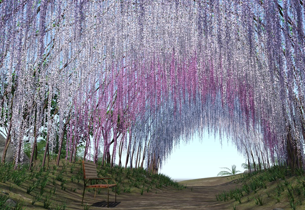 sweetstickyrain's tweet photo. Wonderful Wisteria
https://t.co/5vousWvlpP
#WonderfulWisteria
#Wisteria
#FantasticFlowers
#FlowerBreak https://t.co/YDFHs065Vu