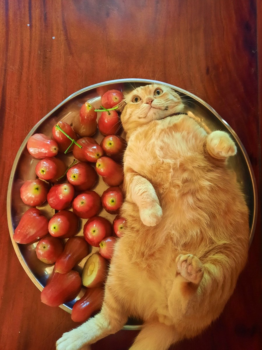 translated cats tweet media