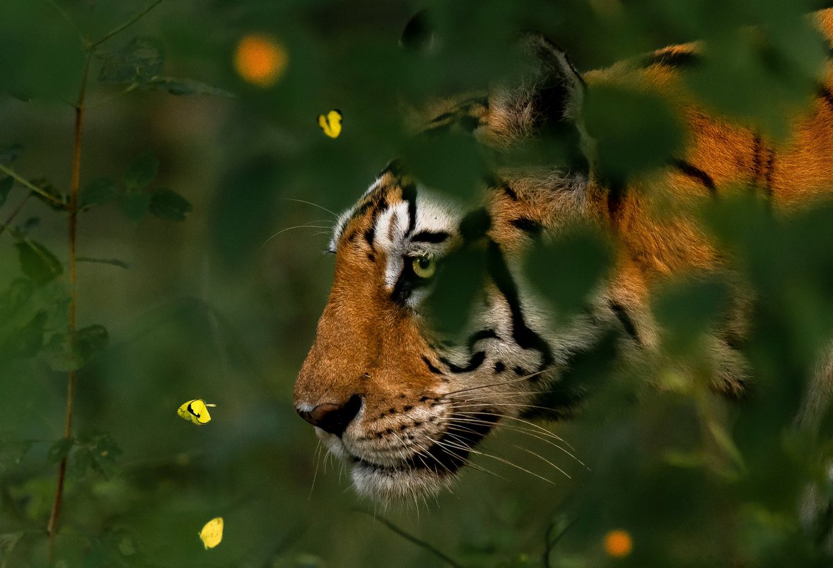 VarunAditya_'s tweet photo. REST IN PARADISE with those butterflies ❤️  #rip #mataram #collarwali #wildlife @BBCEarth @natgeowild @Discovery @PraveenIFShere @IfsMadhu @VijayaRatre https://t.co/gRvpyRA0jg