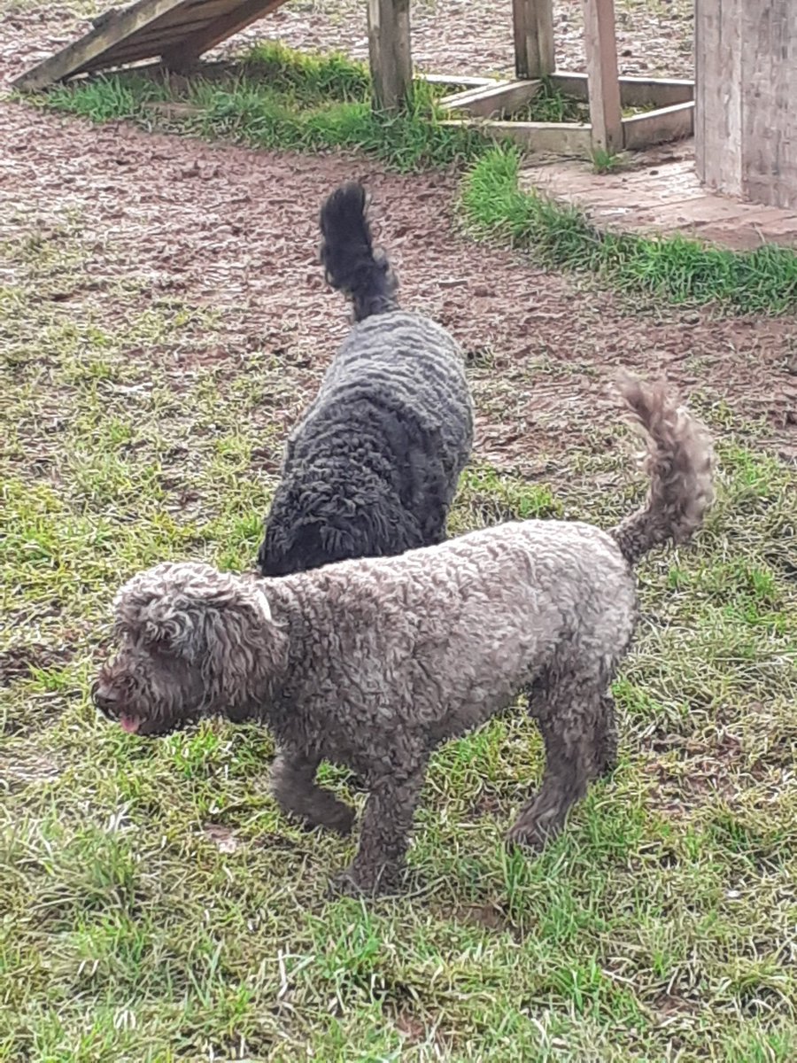 FurbabyPrince's tweet photo. Had great #zoomies out at #K9Rec with my two furpals today #mickeyandrubycockapoo then home for a dry down in my @RuffTumbleCoats good fun https://t.co/VqXoCGpXhc