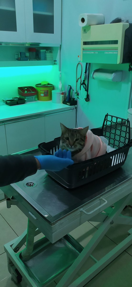 PONÇİĞİ veterinere götürdüm çok şükür kötü bir durum yok🤲

325 TL klinik borcumuzdan 300 TL kaldı.

Ponçik için klinik borcumuza destek olmak ister misiniz🙏🏻💖

REYHAN SARAÇ
05538810407