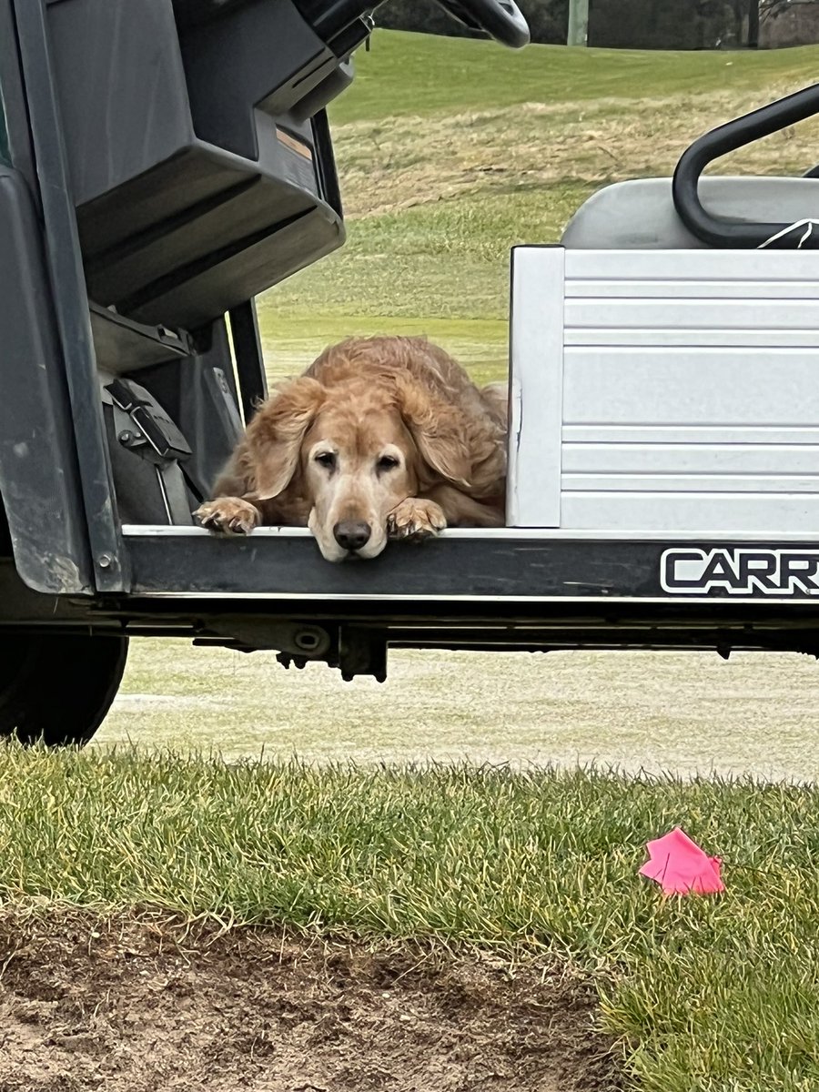 GrnsKperWillie's tweet photo. Those long days are made much easier with a good partner #dogsofgolf #turf #goldenretriever https://t.co/DH8IdnVSHJ