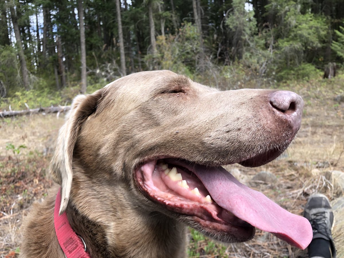 James Gates tweet media