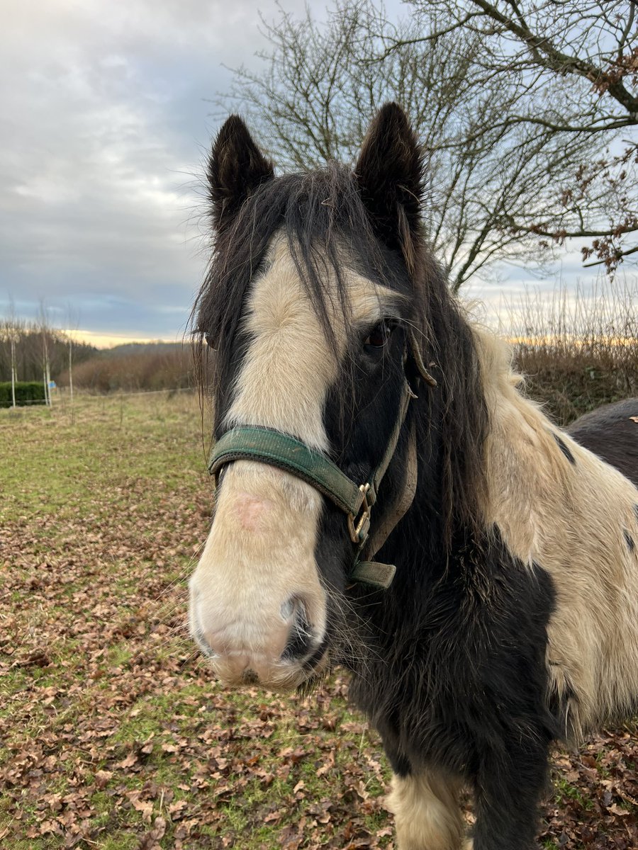 Rosyhardy62's tweet image. We have our grazer back #grasscutter