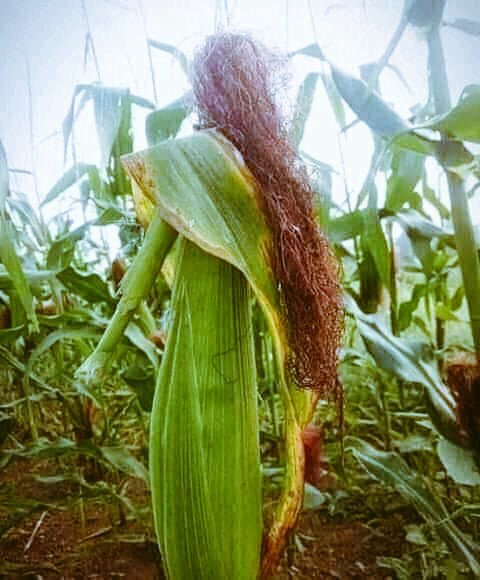 Deepu101008's tweet photo. मोहब्बत क्या हुई तुझे अजब यह दिल का आलम है 

कि अब खेतों में भी पौधे तेरे जैसे ही दिखते है !!

😍 https://t.co/YNN6LxcUeb