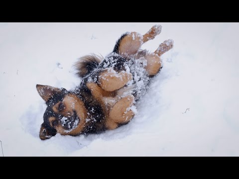 Video: Waar moet je op letten met jouw huisdier in de winter? - omroeplingewaard.nl/video-waar-moe…