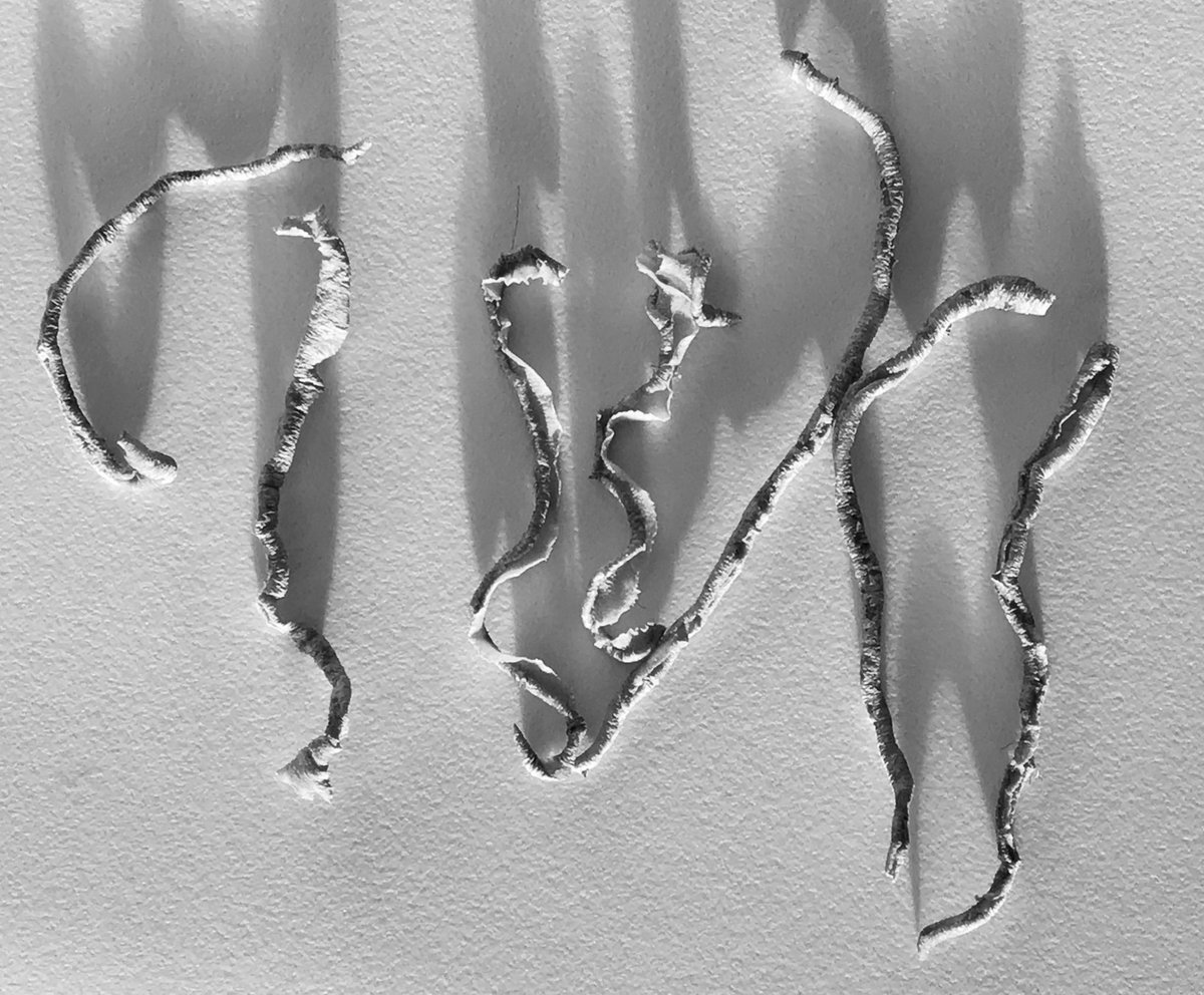 andreanhj's tweet photo. The visual poetry of vegetables!
Tiny, beautiful carrot peelings gradually twisting and fading as they dry. Their shadows moving with the sunlight to shape new symbols.
#findingLines #noticing #details #lines #shadows #playing #EverydayCreativity #EasilyDistracted https://t.co/jqO6rLWsTu