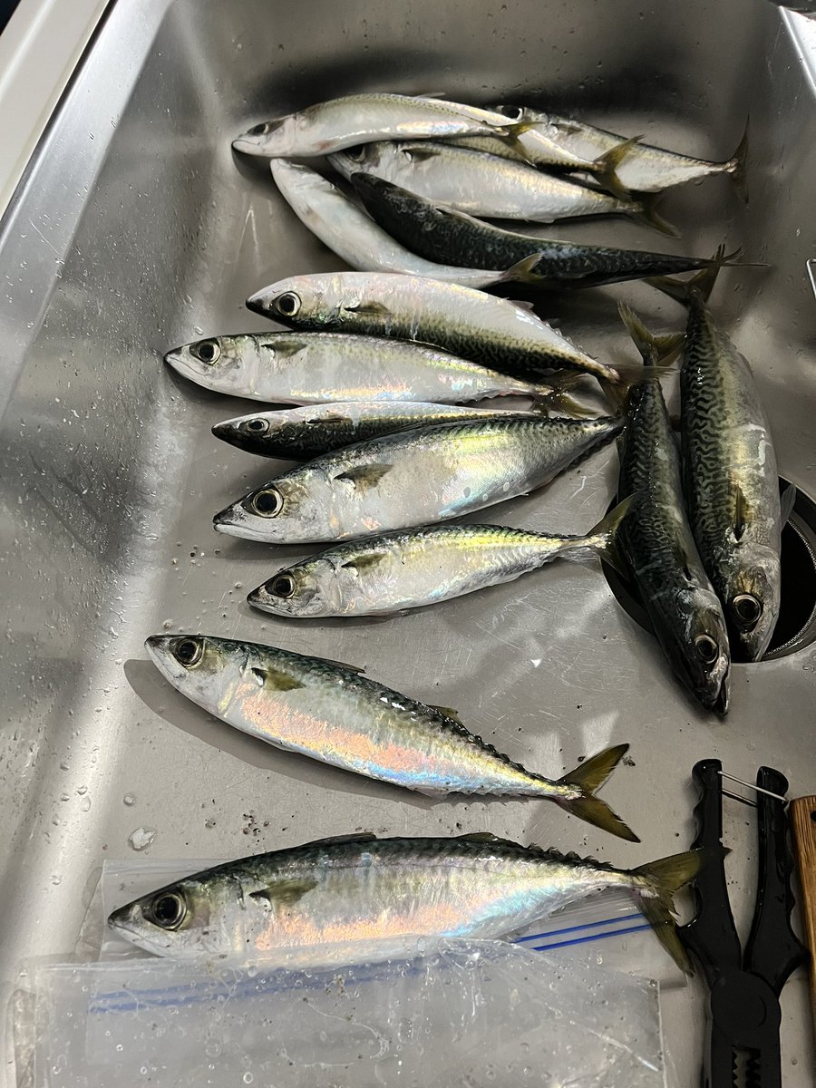 0115kerry's tweet photo. 今年初釣り🎣 https://t.co/WvYxKQtjhr