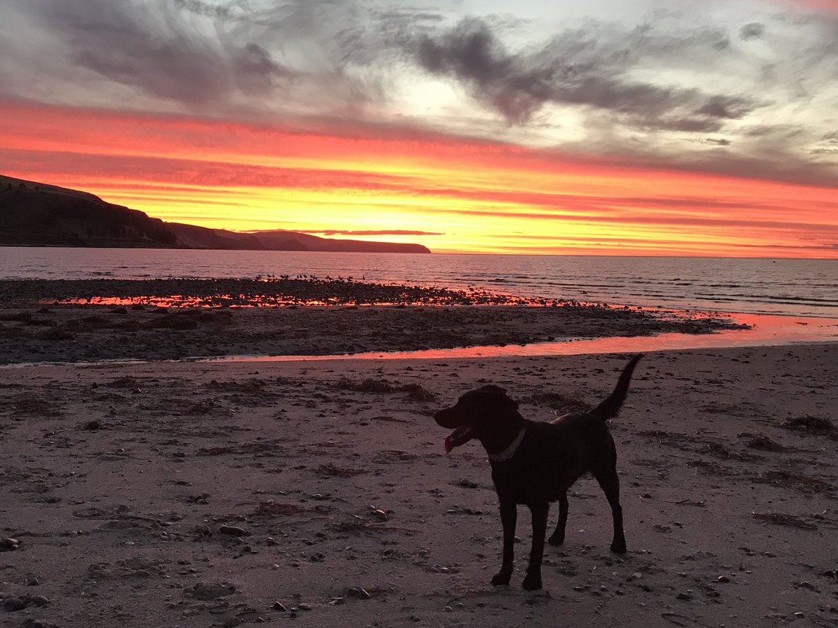 BDReeves's tweet photo. Couldn’t believe the colours of the sunset tonight walking my dog Juno! #sunset #sunsets https://t.co/FChN0GtCTN