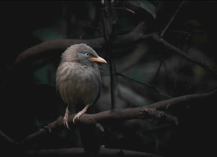 Dharmeshjraval4's tweet photo. Bird: Jungle babbler
Location: Serenity garden, Ahmedabad. 
Date: 16-01-2022 
#IndiAves @IndiAves
#luv4wilds @WorldofWilds
@ThePhotoHour @BirdLife_Asia #nikonindia #birdphotography #BBCWildlifePOTD @BirdWatchingMag @NatureIn_Focus @NikonIndia #ThroughYourLens
#BirdsSeenIn2022 https://t.co/JNl7WJ8wru