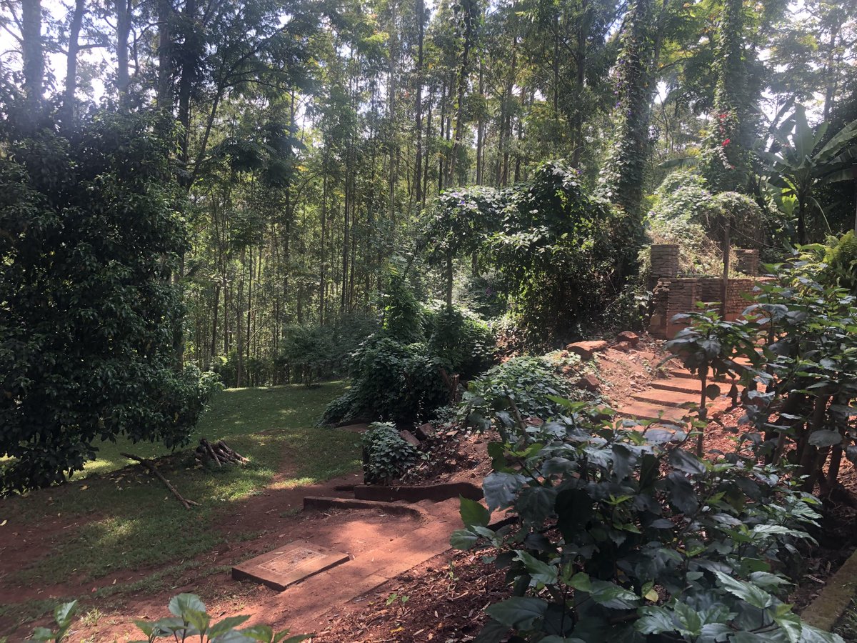 DavidNdii's tweet photo. My neighbour’s wild eucalyptus saplings can’t be more than 5 years old and they are already 30 -40m. They are ~500. I figure he can get 7500 per tree, 3.75m, for zero investment on idle land. Trees and livestock, best investments I know. https://t.co/XGvPh5Lftk