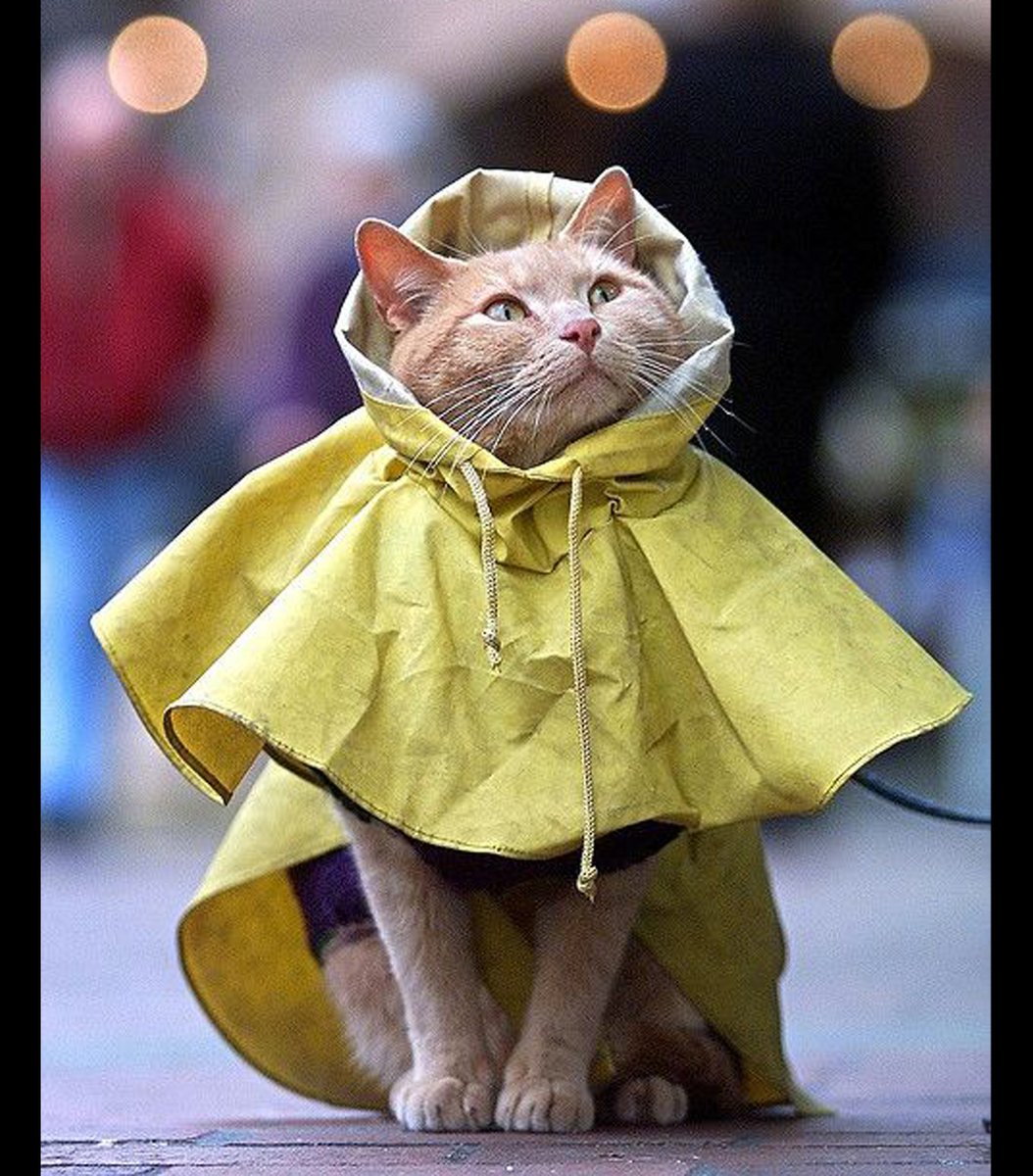 gentleeeeeeecat's tweet photo. raincoat https://t.co/K53ME5rmwU
