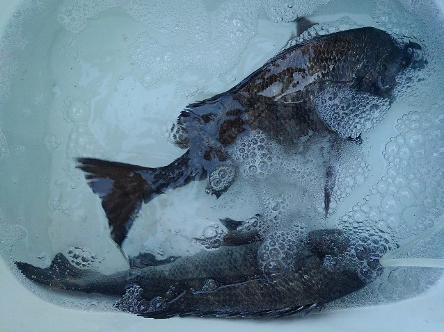 みんなの かがわ 唐揚げ 口コミ 評判 食べたいランチ 夜ごはんがきっと見つかる ナウティスイーツ みんなの かがわ 唐揚げ 口コミ 評判 食べたいランチ 夜ごはんがきっと見つかる ナウティスイーツ