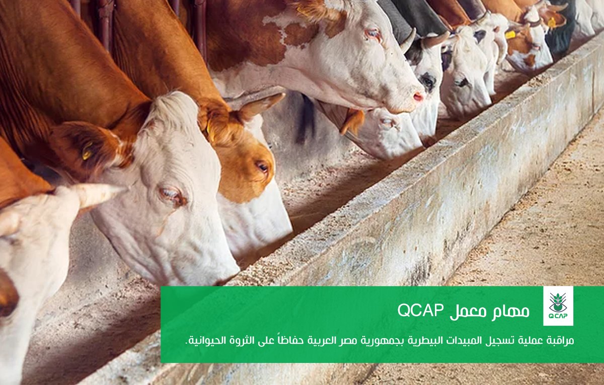 Qcap Egypt on Twitter: Qcap Egypt on Twitter: