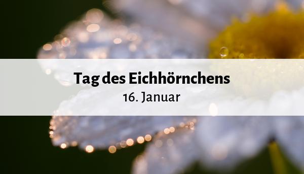 feiertagsbot's tweet photo. Eigentlich sollte er jeden Tag sein: heute ist Tag des #Eichhörnchens! https://t.co/WzhyL5ZJuK