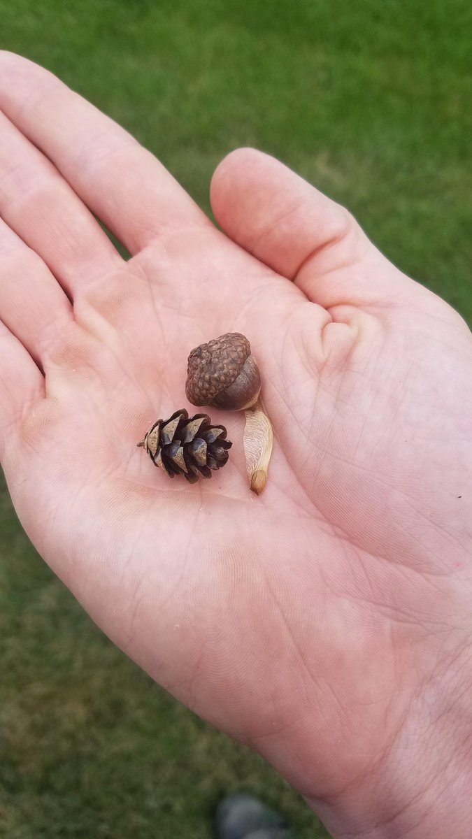rStardewValley's tweet photo. I've been foraging!. posted by u/ChAoTiCxMiNd. Post url: https://t.co/YNvPvIYsvA #StardewValley #Stardew https://t.co/t6G5Hmm5zv