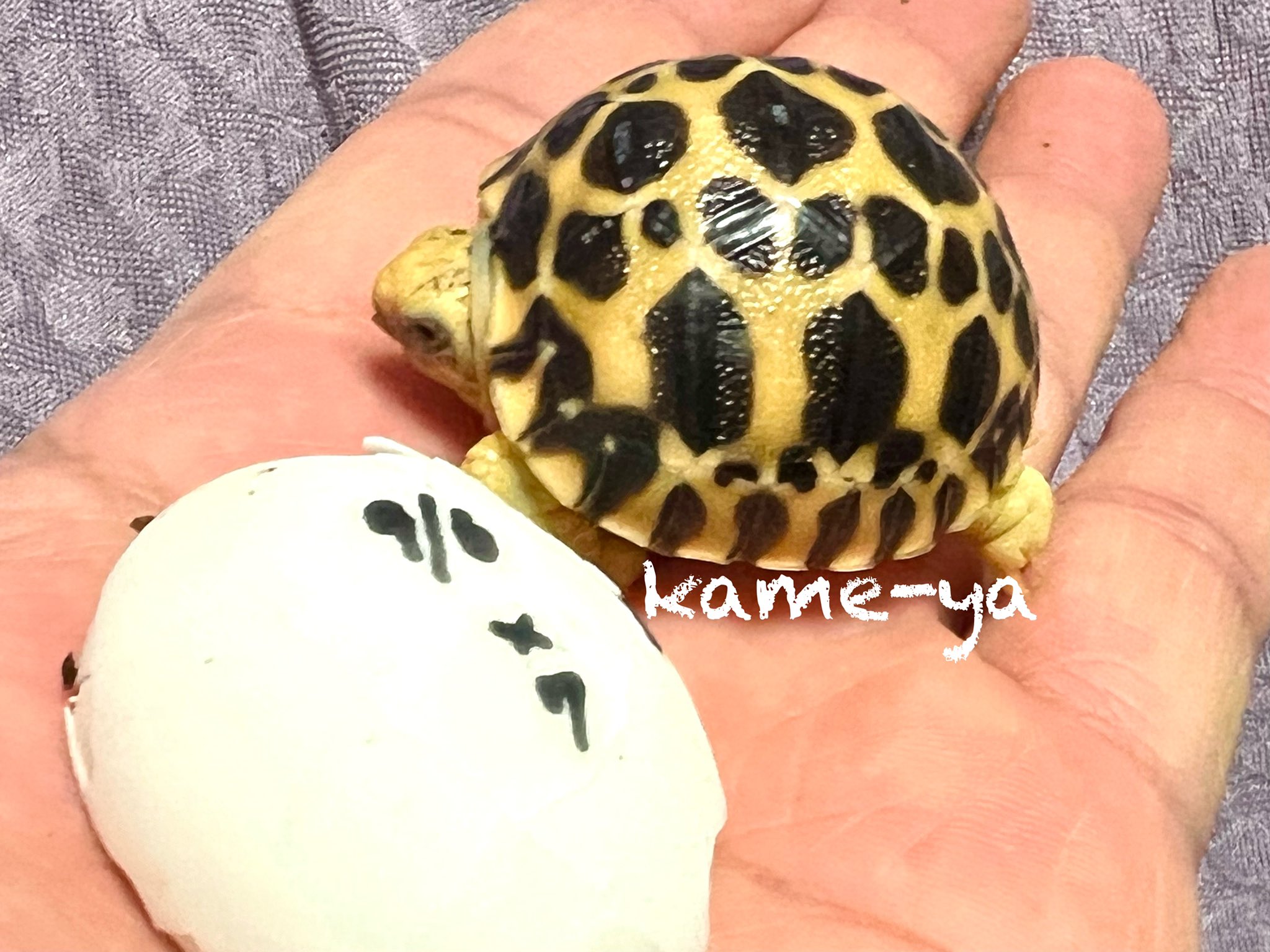 ビルマホシガメ Twitter Search Twitter