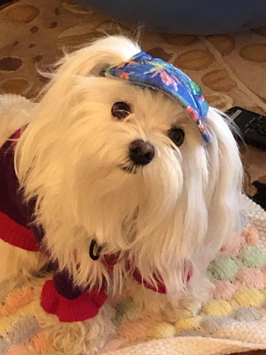 joniknight's tweet photo. Good Morning    ZOEITSA Loves you @BrittanyBabc7 thank you for the weather I am looking forward to the sunny day pretending it’s summer inside #bigdogsunday  ☀️☀️☀️☀️🌴🌴🌴❤️❤️❤️😘😘😘💕💕💕Have a beautiful day Brittany @BrittanyBabc7 https://t.co/ORoBmIauVX