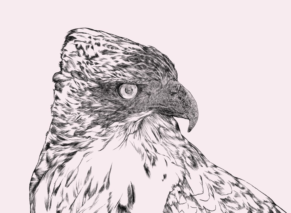 Riverk11 一番好きな猛禽類です クマタカ 鷹 鳥のイラスト 動物イラスト 鳥 鷹のイラスト 猛禽類 クマタカ T Co Uumpvmlygo Twitter Riverk11 一番好きな猛禽類です クマタカ 鷹 鳥のイラスト 動物イラスト 鳥 鷹のイラスト 猛禽類 クマタカ T Co Uumpvmlygo Twitter