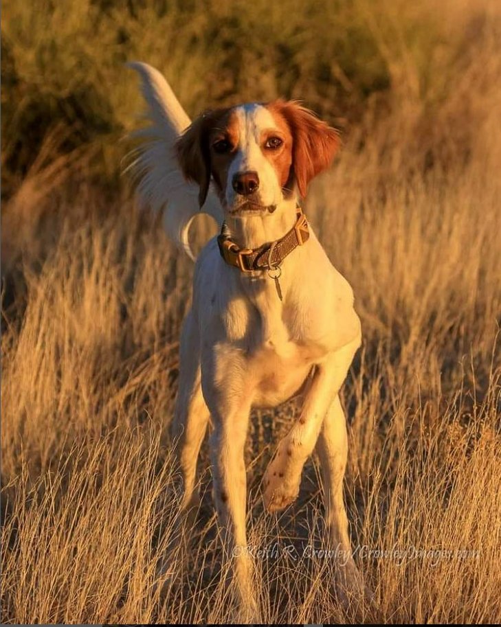 Strungmag's tweet photo. Ruby is a a great looking pup, beautiful point
@keithrcrowley
For the last month I've been ignoring my camera in favor of bird hunting.
#uplandhunting #quailhunting #rubybaby #pointingdog #uplandlife #tiedtonature #stungmag
https://t.co/hIveynfLXj Subscribe https://t.co/vQnDPpd44H