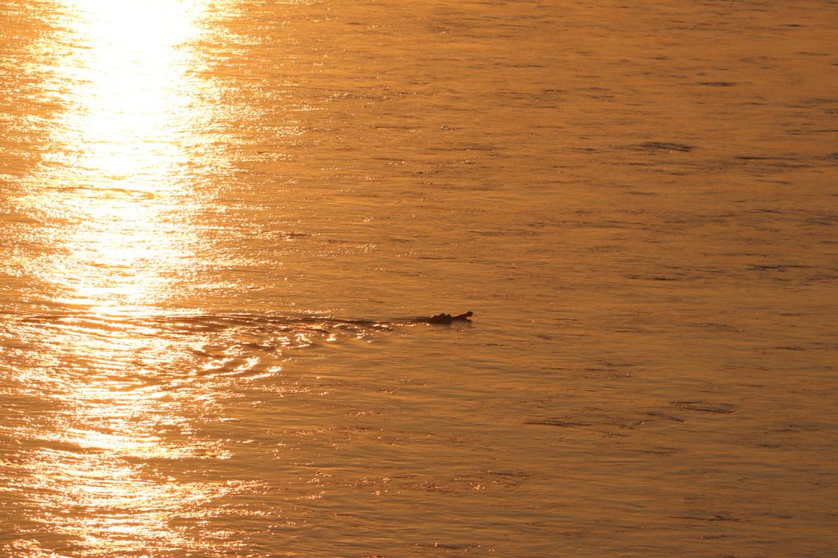 bimal1966's tweet photo. When Sunset is with a #gharial in #Mahanadi, it's always a hope for new beginning...    
PC Dr.Rajesh

#CriticallyEndangered #Odisha #SpeciesRecoveryProgram 
#Satkoshia https://t.co/YBqpwWMmOx