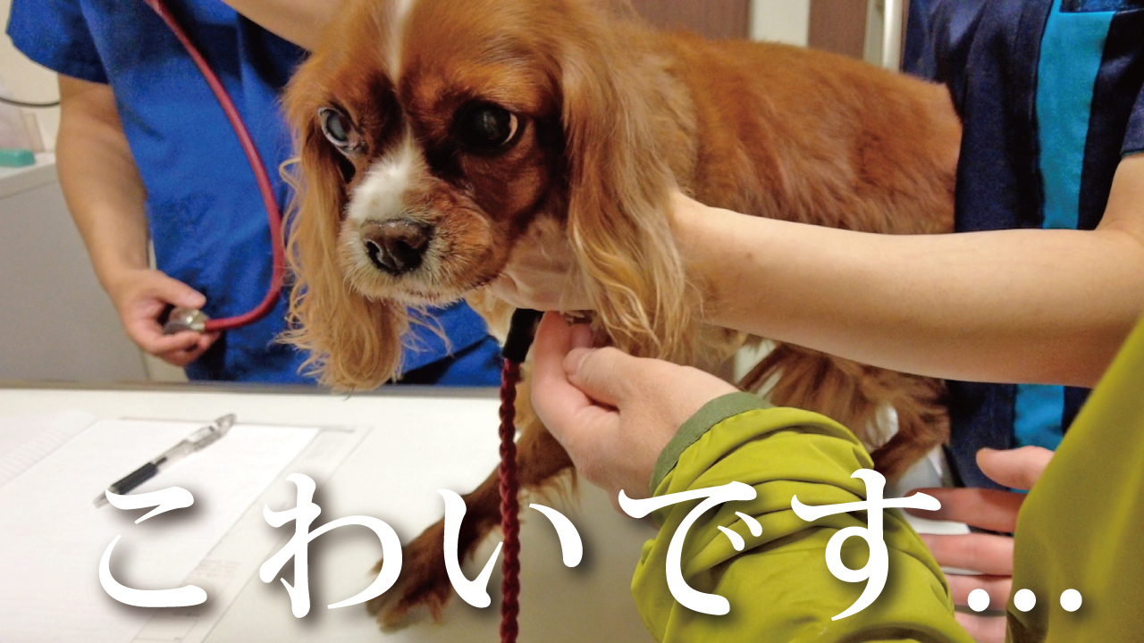 キャバリアあかね Cavalier Akane Twitter